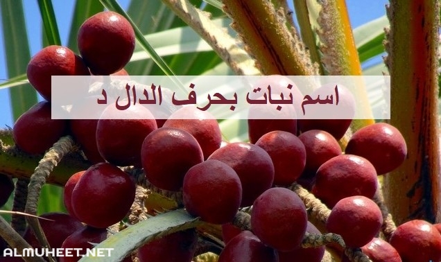 نبات بحرف الدال , نباتات مفيده جدا للجسم